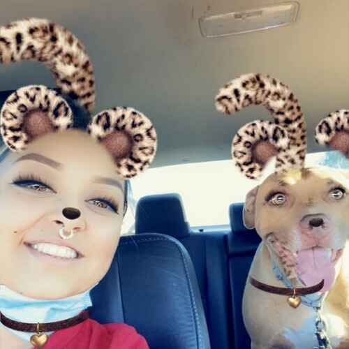 Pet sitter Priscilla transporting Vesta the Pit Bull to dog daycare in Phoenix AZ