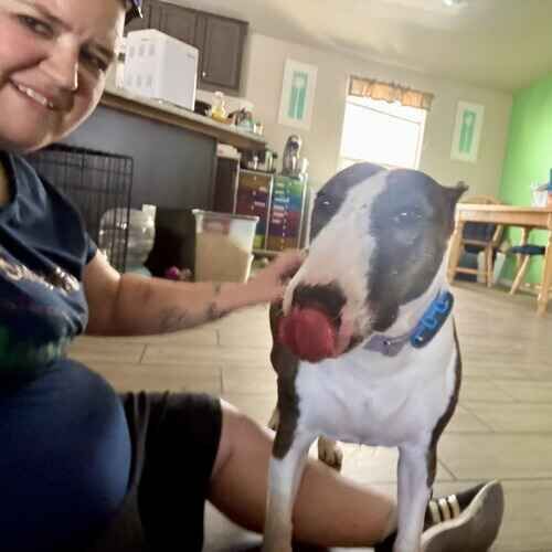 Pet sitter Vanessa petting Bonnie the Bull Terrier after a dog walk in Glendale AZ