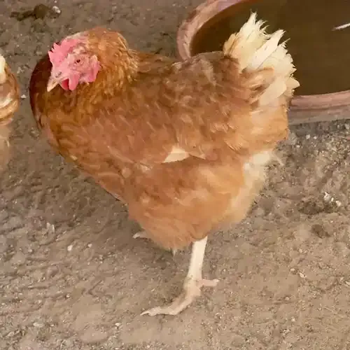 Pet sitting chicken care and feeding services in Peoria AZ