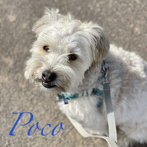 Poco the white Westie during positive leash reactivity training in Peoria AZ