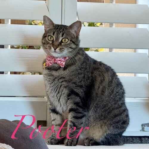 Pooter the grey striped cat wearing a bowtie while sitting on a window ledge during cat sitting visits in Peoria AZ