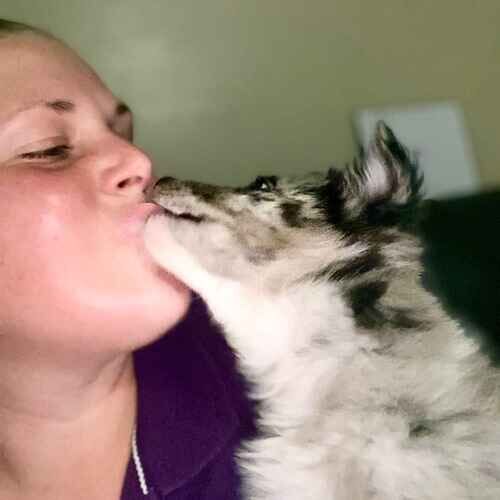 Positive reinforcement puppy trainer Kristie getting puppy kisses during in-home puppy training in Phoenix AZ
