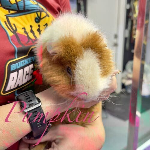 Pumpkin the white and tan guinea pig during pet sitting in Phoenix AZ
