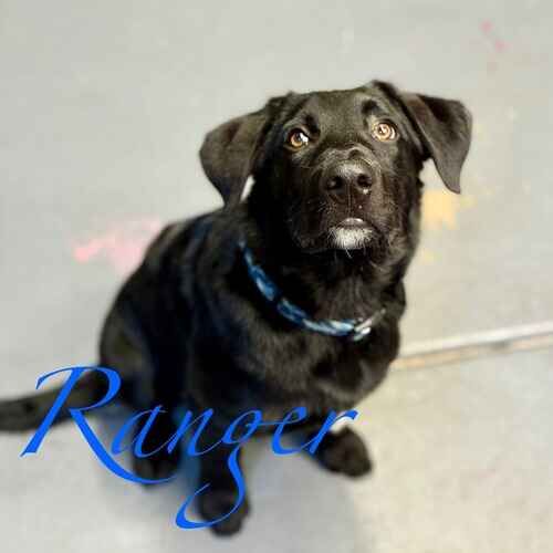 Ranger the black Lab puppy during nail trimming desensitization training in Glendale AZ