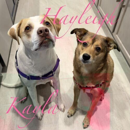 Rescued siblings Kayla and Hayley sitting and watching intently during positive dog training in Surprise AZ