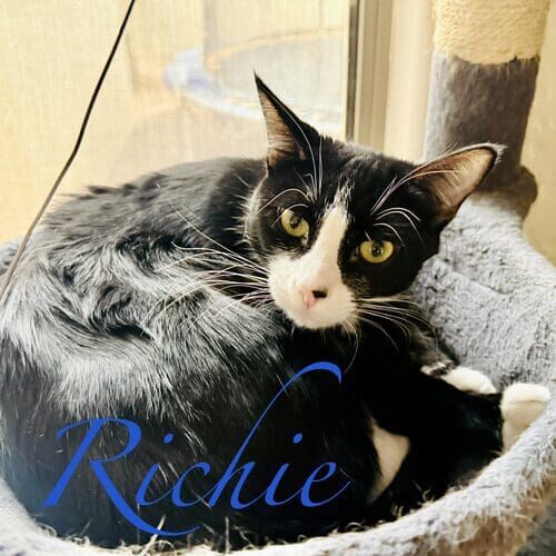 Richie the black cat lying in a cat bed during cat sitting in Glendale AZ
