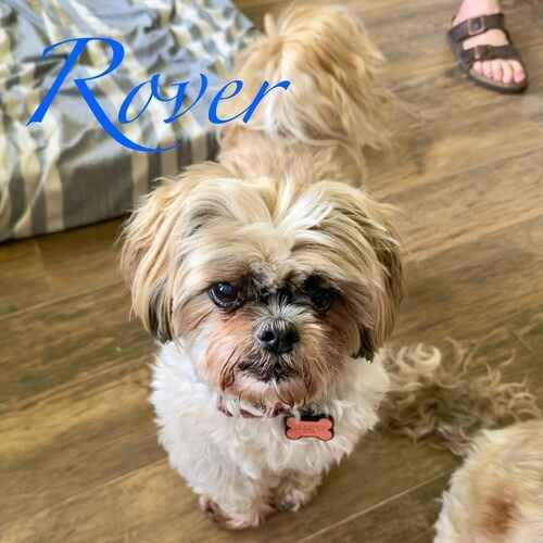 Rover the tan Shih Tzu watching an in-home overnight pet sitter prepare food in Phoenix AZ