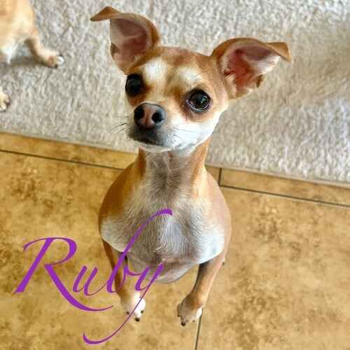 Ruby the tan Chihuahua mix standing on back legs for a treat during positive in-home potty break visits in Phoenix AZ