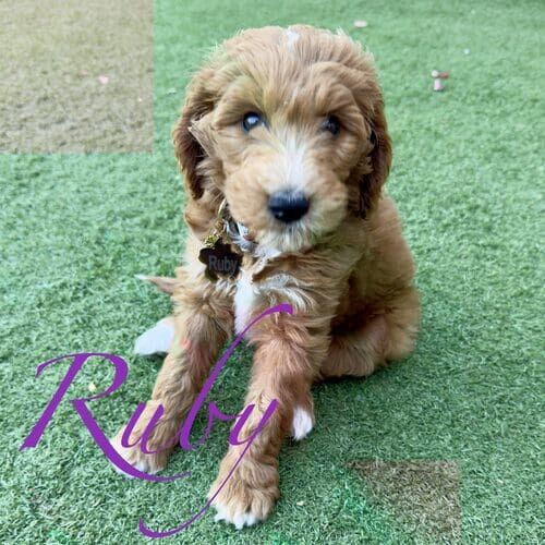 Ruby the tan Mini Goldendoodle sitting politely during at-home positive puppy training in Phoenix AZ