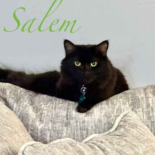 Salem the black cat resting comfortably on top of a couch during cat sitting visits in Phoenix AZ