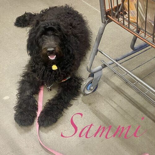 Sammi the black Labradoodle during positive reinforcement board and train in Glendale AZ