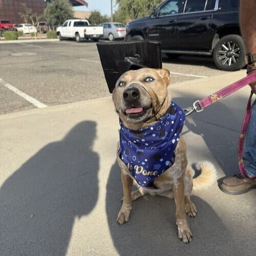 Sassy the orange and white cattle dog after Beginning Obedience dog training class graduation in Glendale AZ