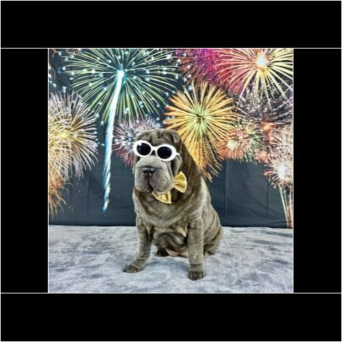 Sassy the Shar Pei sitting with white sunglasses during a New Year's dog photoshoot