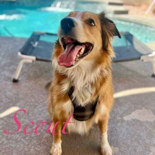 Scout the retriever mix during dog boarding with FurBabies & Friends in Glendale AZ