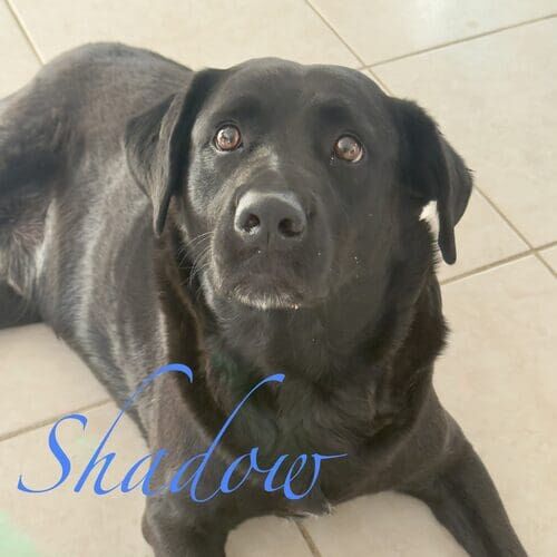 Shadow the rescued black Lab during in-home overnight pet sitting in Arrowhead Lakes AZ
