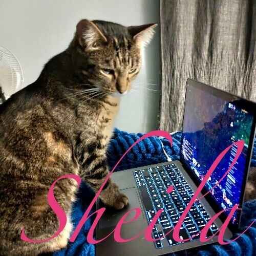 Sheila the brown cat appearing to write to her parents on a laptop during a cat sitting visit in Phoenix AZ