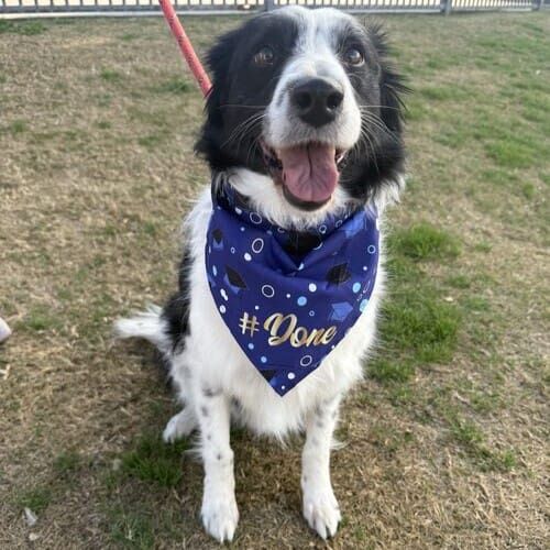 Shelby the black and white Border Collie after beginner obedience dog training class graduation in Glendale AZ