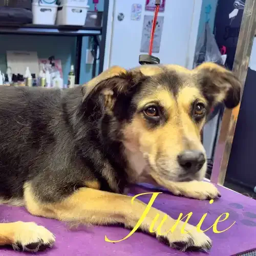 Junie the shepherd mix during a dog bath and de-shedding service in Arrowhead Ranch AZ