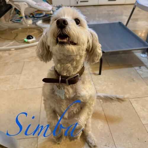 Simba the white Maltipoo during in-home pet care visits in Glendale AZ
