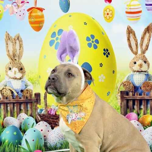 Simba the XL Bully wearing Easter bunny ears during an Easter photoshoot in Arrowhead Ranch AZ