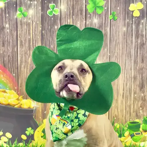 Simba the XL Bully wearing a shamrock hat and sticking tongue out during St. Patrick's Day photoshoot in Glendale AZ