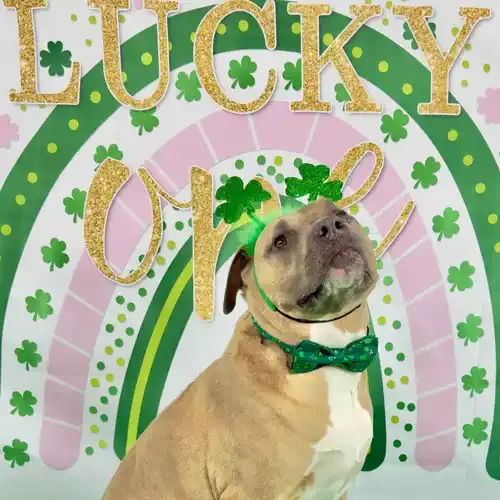Simba the XL Bully wearing a St. Patrick's Day tie and smiling during a seasonal dog photoshoot in Glendale AZ