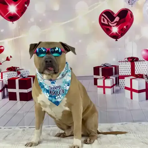 Simba the XL Bully wearing sunglasses during a Valentine's Day dog photoshoot in Glendale AZ