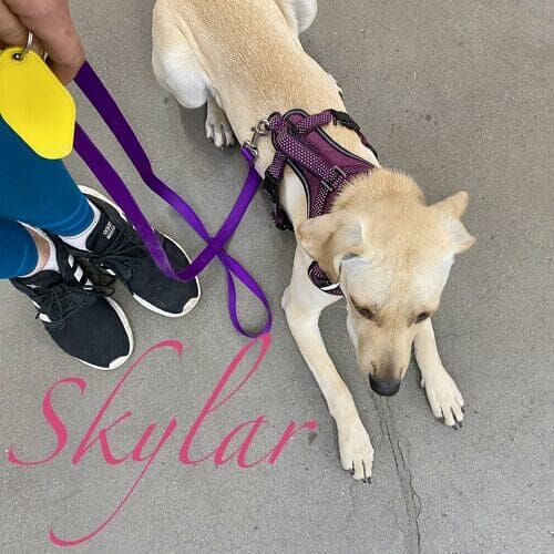 Skylar the rescued Lab mix acing public access training during board and train in Glendale AZ