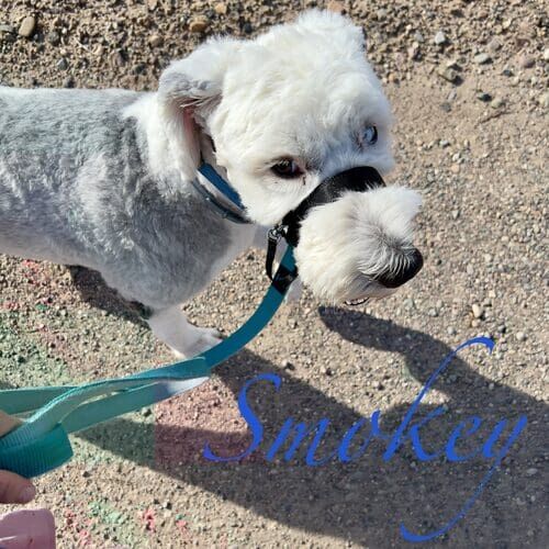 Smokey the Old English Sheepdog mix during leash reactivity and manners training in Peoria AZ