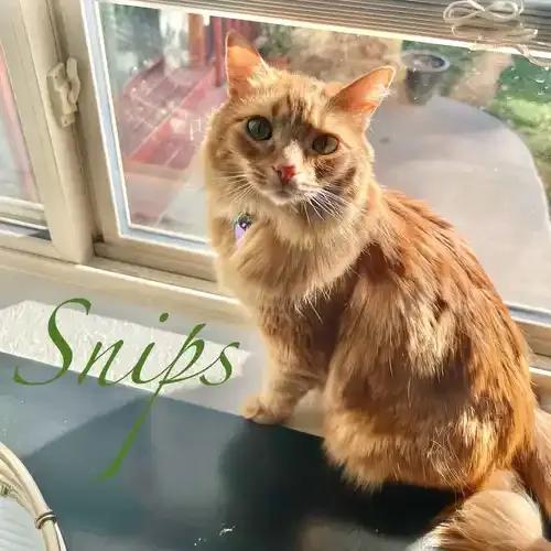 Snips the orange tabby cat sitting in a window during an in-home pet sitting visit in Phoenix AZ