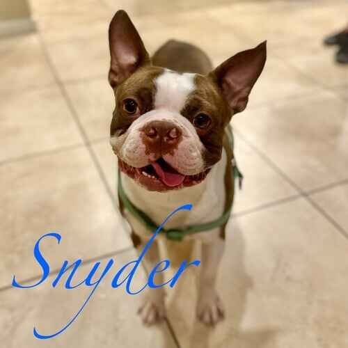 Snyder the white and tan Boston Terrier standing attentively during at-home positive dog training in Peoria AZ