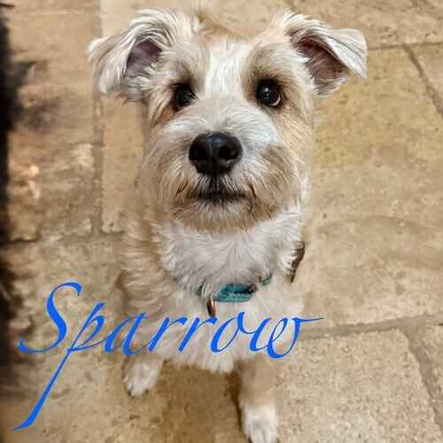 Sparrow the white Schnauzer during pet sitter drop-in visits in Glendale AZ