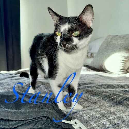 Stanley the black and white senior diabetic cat requiring insulin shots during pet sitting visits in Phoenix AZ