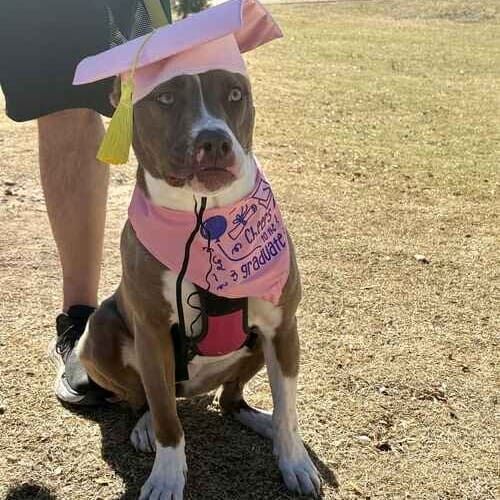 Stella the Pit Bull puppy sitting with a pink graduation cap after beginner obedience dog training class in Glendale AZ
