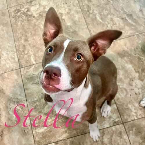 Stella the rescued Pit Bull puppy during in-home positive puppy training in Peoria AZ
