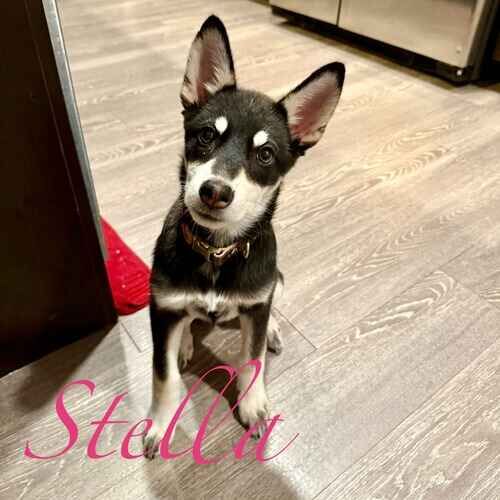 Stella the rescued shepherd puppy during positive reinforcement puppy training in Peoria AZ