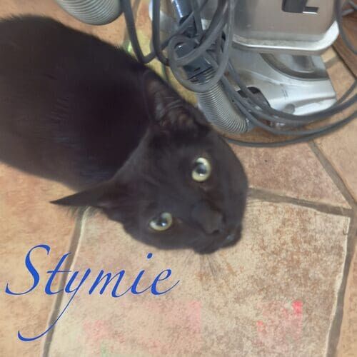 Stymie the black special needs cat requiring careful feeding during cat sitting visits in Glendale AZ