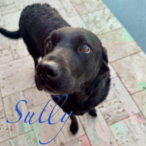 Sully the senior black Lab during dog sitting visits in Vistancia AZ