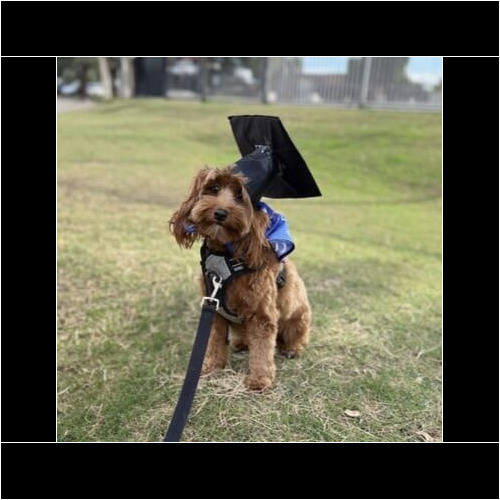 Summer the Mini Goldendoodle wearing a black graduation cap after Beginning Obedience dog training class graduation in Glendale AZ