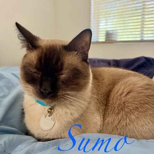 Sumo the Siamese cat resting on a bed during cat sitting visits in Phoenix AZ