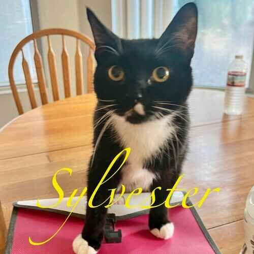 Sylvester the black and white cat during a drop-in visit in Glendale AZ