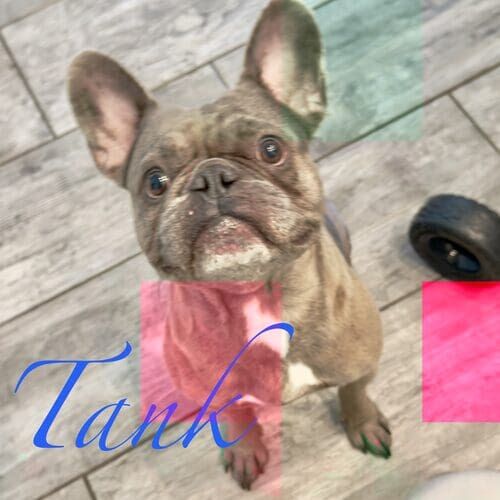 Tank the brindled French Bulldog during at-home pet sitting visits in Glendale AZ