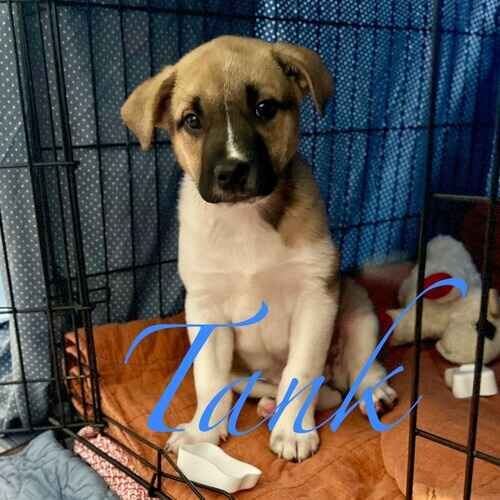 Tank the foster puppy during in-home puppy training in Sun City AZ