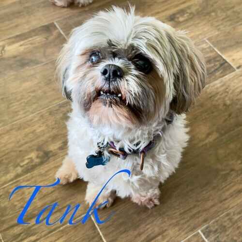 Tank the tri-colored Shih Tzu during in-home overnight pet sitting in Phoenix AZ