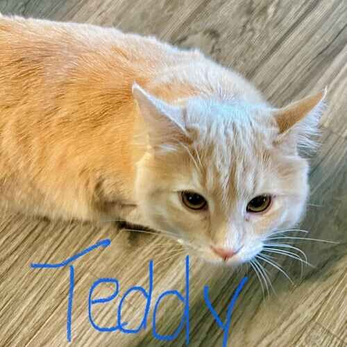 Teddy the light orange cat looking up for a lickable treat during cat sitting visits in Phoenix AZ