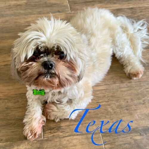 Texas the senior tan Shih Tzu waiting for daily eye medication during overnight pet sitting in Phoenix AZ