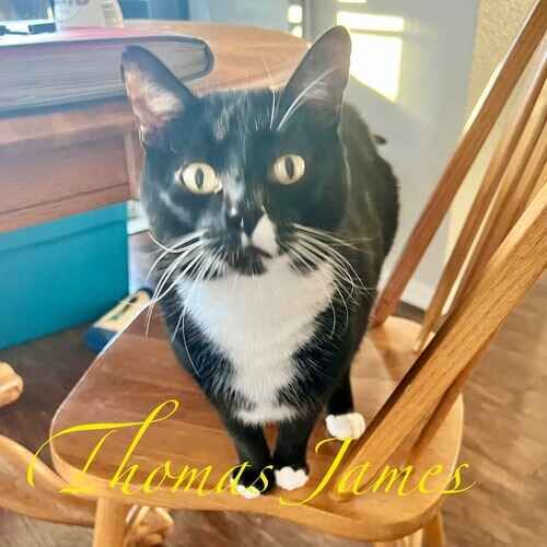 Thomas the black and white cat during in-home cat sitting visits in Glendale AZ