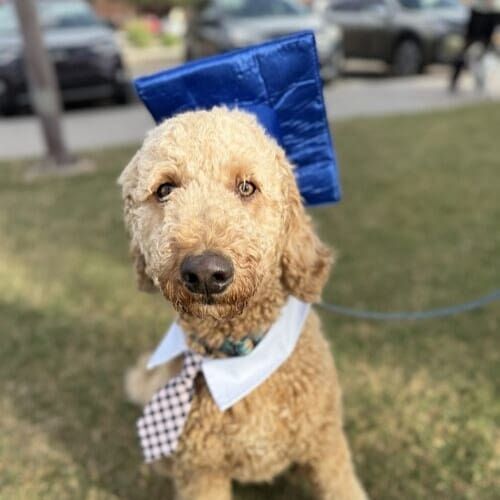 Tiberius the Goldendoodle sitting with a graduation cap and tie after completing Beginning Obedience dog training class in Glendale AZ