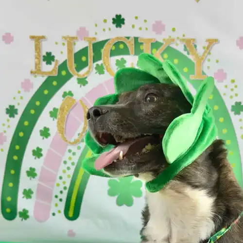 Tigger the brindle cattle dog mix wearing a shamrock hat during a St. Patrick's Day dog photoshoot in Glendale AZ