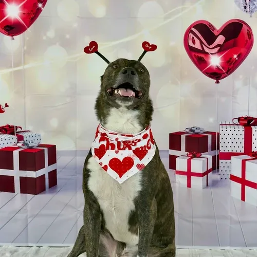 Tigger the brindled cattle dog mix smiling during a Valentine's Day pet photoshoot in Glendale AZ